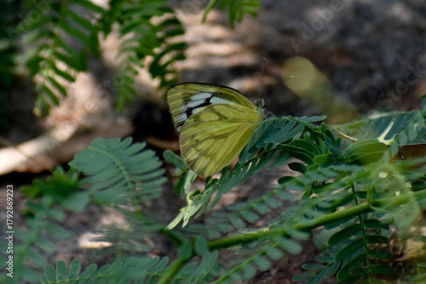 Obraz butterfly on leaf