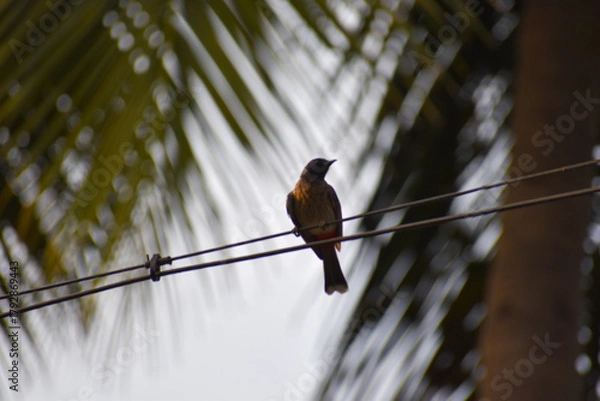 Obraz bird on a wire