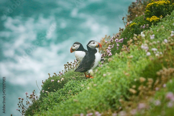 Obraz Puffins