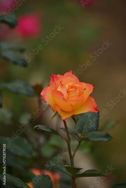 Obraz オレンジ色のバラ