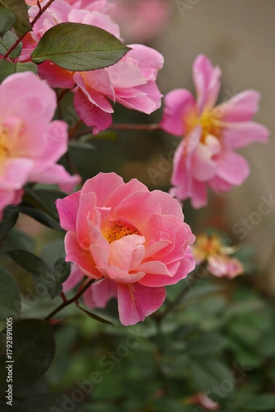 Obraz ピンク色のバラ