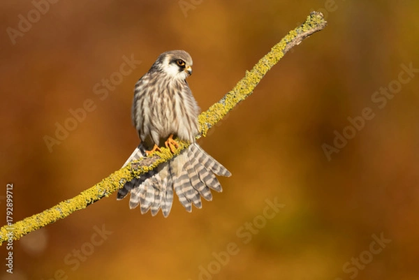 Fototapeta The red-footed falcon (Falco vespertinus), formerly the western red-footed falcon, is a bird of prey. It belongs to the family Falconidae, the falcons.