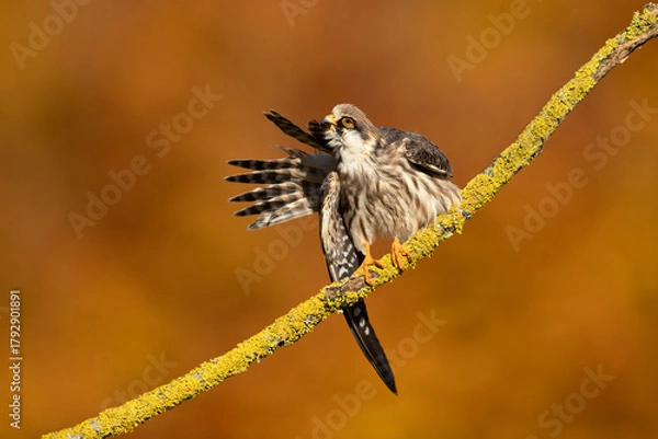 Fototapeta The red-footed falcon (Falco vespertinus), formerly the western red-footed falcon, is a bird of prey. It belongs to the family Falconidae, the falcons.
