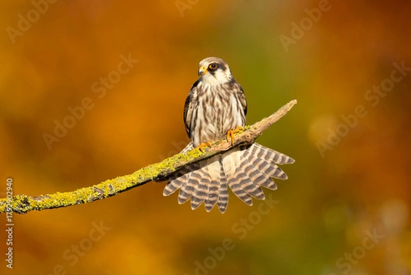 Fototapeta The red-footed falcon (Falco vespertinus), formerly the western red-footed falcon, is a bird of prey. It belongs to the family Falconidae, the falcons.