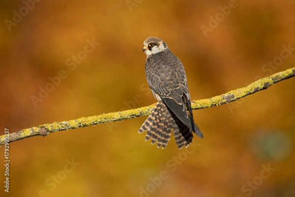 Fototapeta The red-footed falcon (Falco vespertinus), formerly the western red-footed falcon, is a bird of prey. It belongs to the family Falconidae, the falcons.