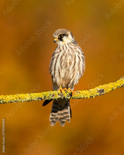 Fototapeta The red-footed falcon (Falco vespertinus), formerly the western red-footed falcon, is a bird of prey. It belongs to the family Falconidae, the falcons.