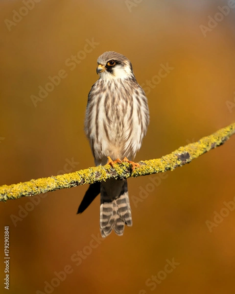 Fototapeta The red-footed falcon (Falco vespertinus), formerly the western red-footed falcon, is a bird of prey. It belongs to the family Falconidae, the falcons.