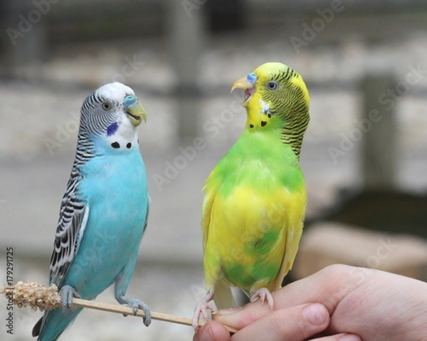 Obraz Chit Chattering