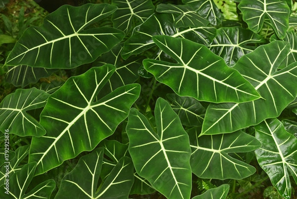 Obraz アロカシアの葉