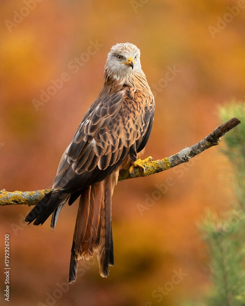 Fototapeta The red kite (Milvus milvus) is a bird of prey in the family Accipitridae, which also includes many other diurnal raptors such as eagles, buzzards, and harriers.