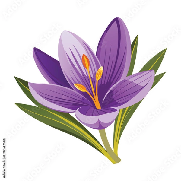 Obraz Purple Crocus Bloom on White
