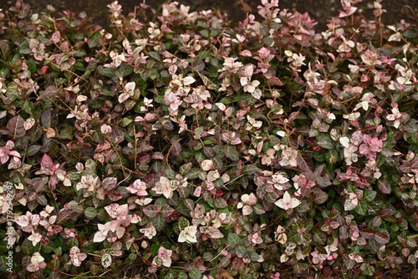 Obraz ハツユキカズラの葉