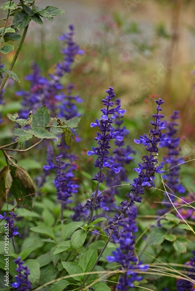 Obraz ブルーサルビア