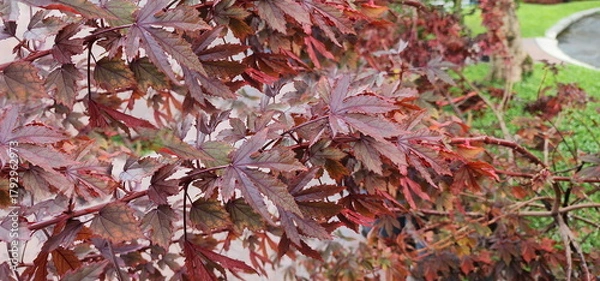 Fototapeta Cranberry hibiscus is beautiful shrub with red leaves all over the plant. African rosemallow leaves are similar to maple leaves. Hibiscus acetosella is a vegetable and semi-shrub ornamental flower. 
