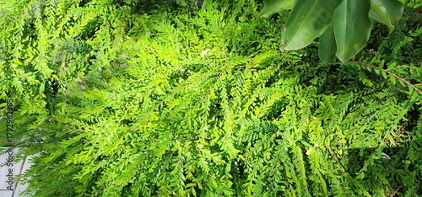 Fototapeta Weeping Willow, small green leaves. Scientific name: Salix babylonica Linn. mousetail plant or myrtle-leaf leaf-flower, shrub belonging to the genus Phyllanthus. Babylon Willow, Napoleon's Willow
