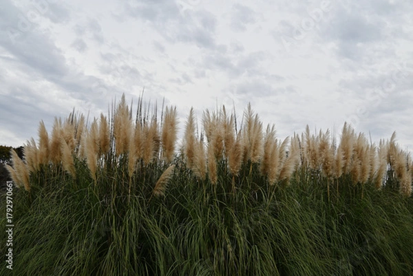 Obraz パンパスグラス