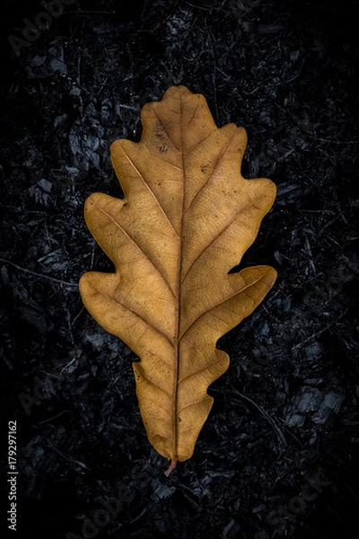 Fototapeta Dry leaf over the ashes