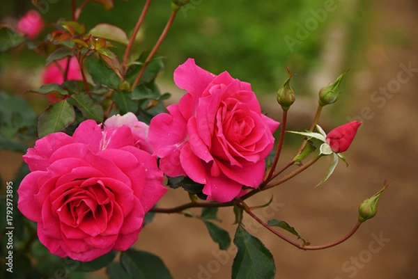 Obraz ピンク色のバラ