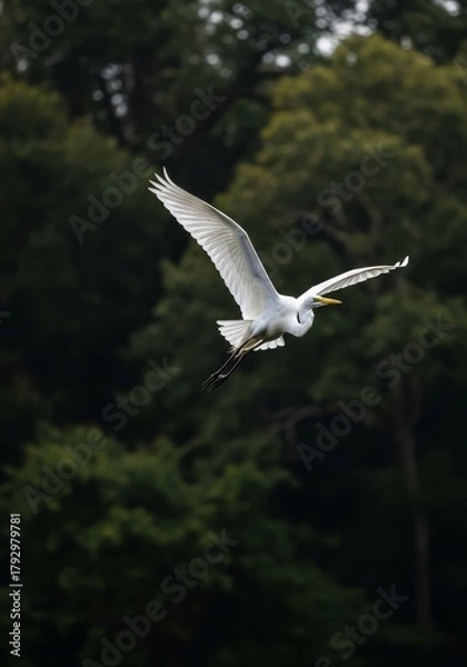 Fototapeta Elegant Egret Flight Over Lush Forest - Graceful white egret soars, symbolizing freedom, nature, purity, resilience, and tranquility against a dark forest backdrop