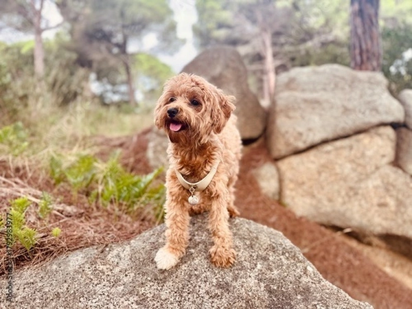 Obraz Adorable Small Fluffy Maltese or Poodle Mix Standing on Mountain Rock with Burr Seeds on Coat – Happy Outdoor Pet Portrait