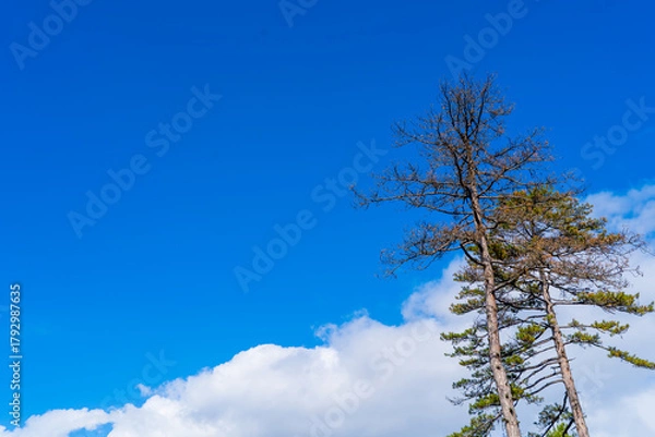 Fototapeta Tall Pine Trees Reach Into Bright Blue Sky With White Clouds In Open Outdoor Landscape