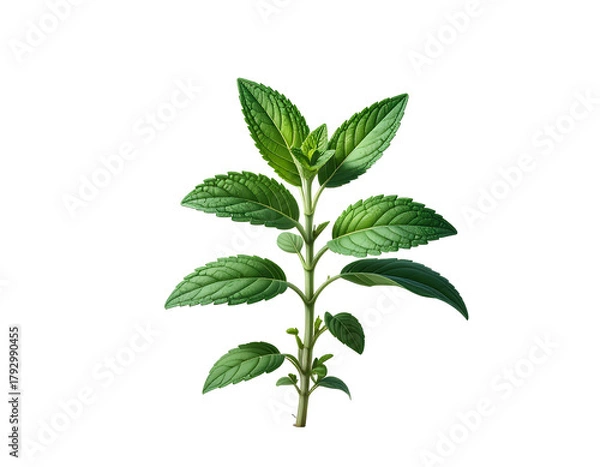 Fototapeta  Collection of white minivan. Different angles and perspectives of white cars - Firefly_Plant png cut out element set_