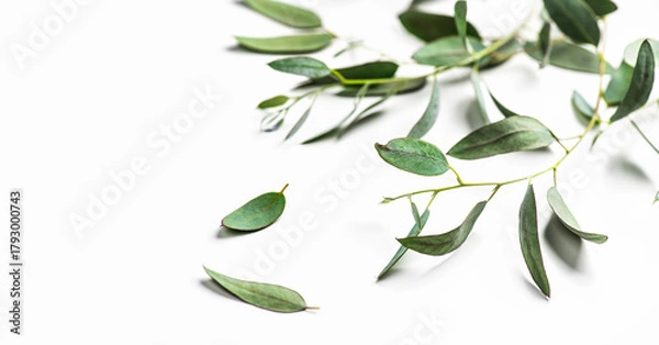 Fototapeta Eucalyptus plant leaves. Fresh Eucalyptus close up, isolated on white background, top view. Essential oil, aromatherapy. Medical plant. flat lay, border design 