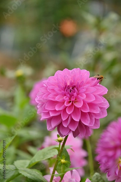 Obraz ピンク色のダリア