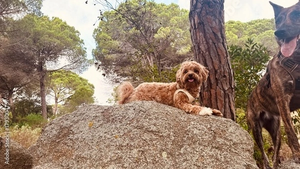 Obraz Two Dogs Resting on Mountain Rock – Small Dog and Brindle Dog Happy and Tired After Walk