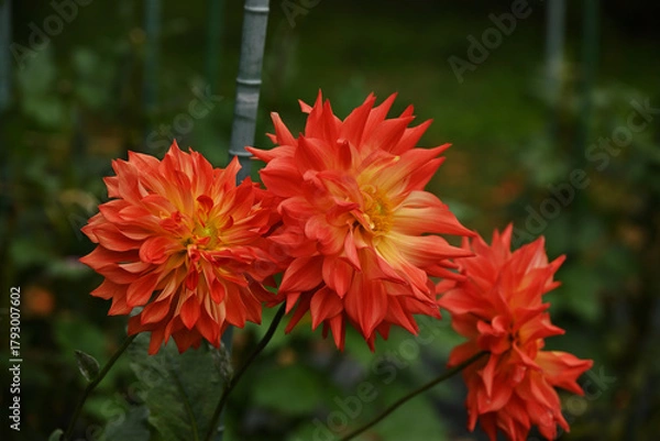 Obraz 赤いダリア