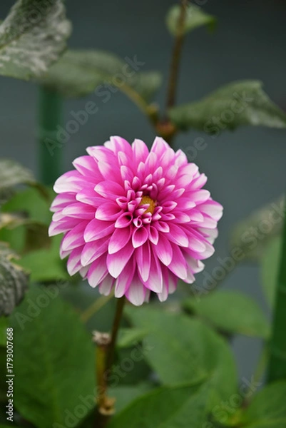 Obraz ピンク色のダリア