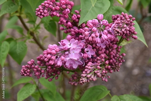 Obraz Lilac