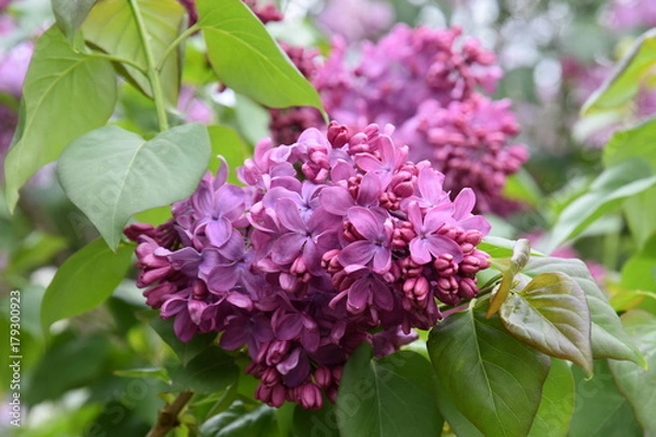Obraz Lilac