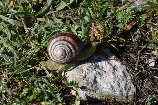 Obraz Snail