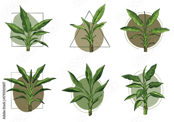 Fototapeta collection of hand drawn green leafy plant illustrations with abstract background shapes creating a botanical design set for various uses