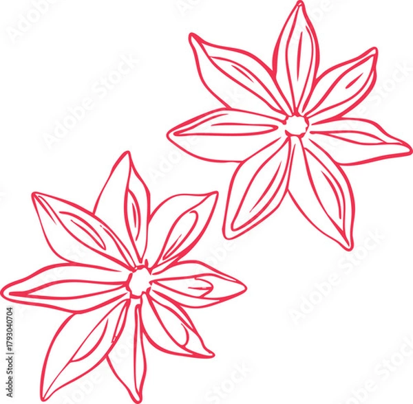 Obraz Minimalist star anise line art illustration — elegant winter spice element, simple Scandinavian holiday graphic, modern outline vector for seasonal and Christmas design projects.