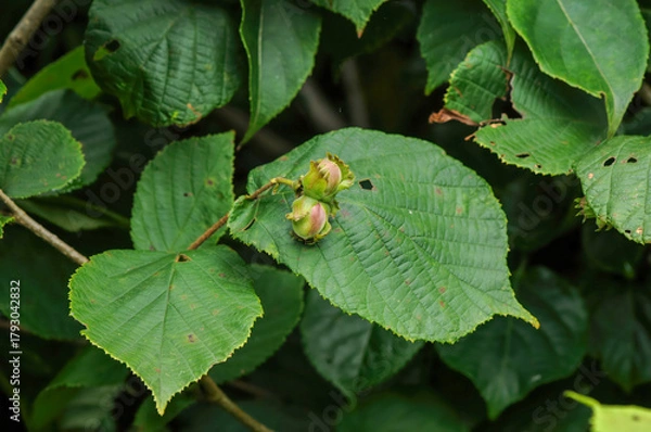 Obraz Corylus heterophylla, a deciduous shrub in the Betulaceae family, recognized by its flat-tipped serrated leaves, yellow spring flowers, and edible hazel nuts that ripen in autumn. Korea.
