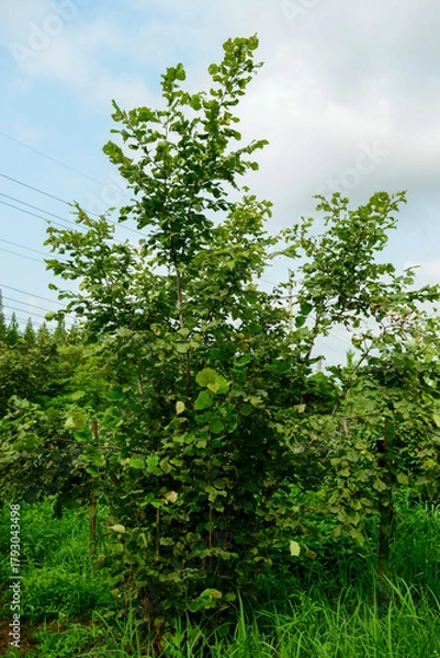 Obraz Corylus heterophylla, a deciduous shrub in the Betulaceae family, recognized by its flat-tipped serrated leaves, yellow spring flowers, and edible hazel nuts that ripen in autumn. Korea.
