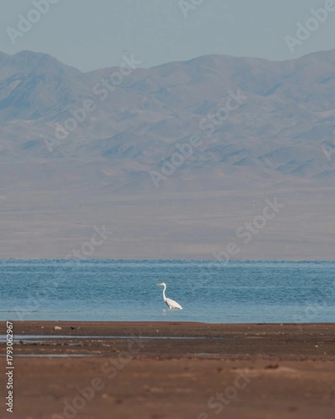 Fototapeta An elegant white heron stands alone in shallow water near the shore of a wide lake. Majestic mountain ranges rise on the horizon, merging with the misty sky. 