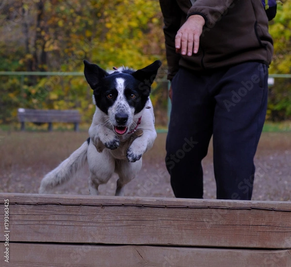 Obraz An energetic black and white dog jumps over a wooden obstacle during agility training in the autumn park. A moment of excitement and joy of movement.