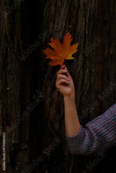 Fototapeta Autumn maple leaf in hand against the background of dark bark. A warm orange reminder of the changing seasons and the comfort of nature.