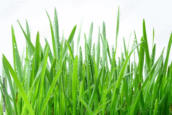Obraz Green grass on a white background