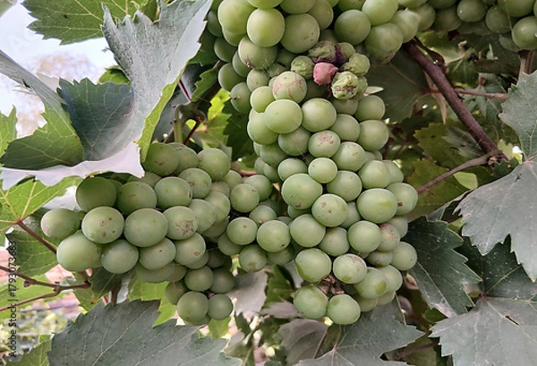 Fototapeta Early grapevine stock photo. Unripe green grapes. Restorative boosts the immune system and may lower heart disease risk.