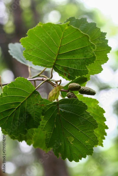 Obraz Alnus incana subsp. hirsuta, a deciduous broadleaf tree species of the Betulaceae family, known for its serrated oval leaves, rough bark, and resilience in cold climates. Photographed in Korea.
