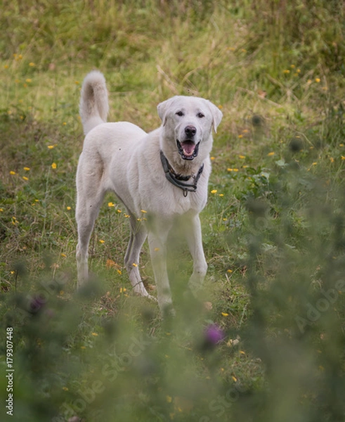 Obraz Happy Akbash dog