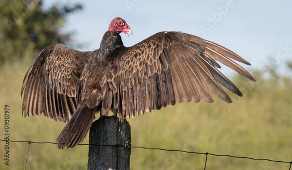 Obraz Turkey Vulture wingspan