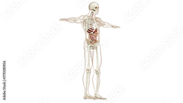 Obraz Human Digestive System Anatomy