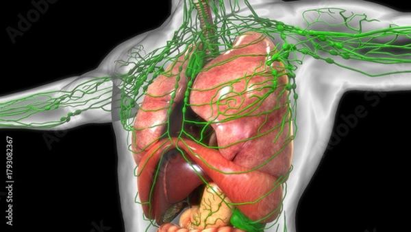 Obraz Human Respiratory System Lungs Anatomy