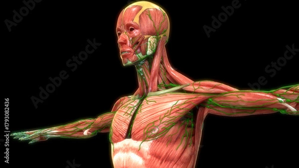 Obraz Human Body Muscular System Muscles Anatomy