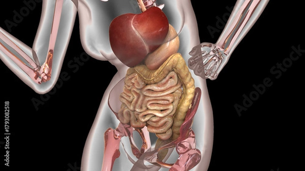 Obraz Human Digestive System Anatomy